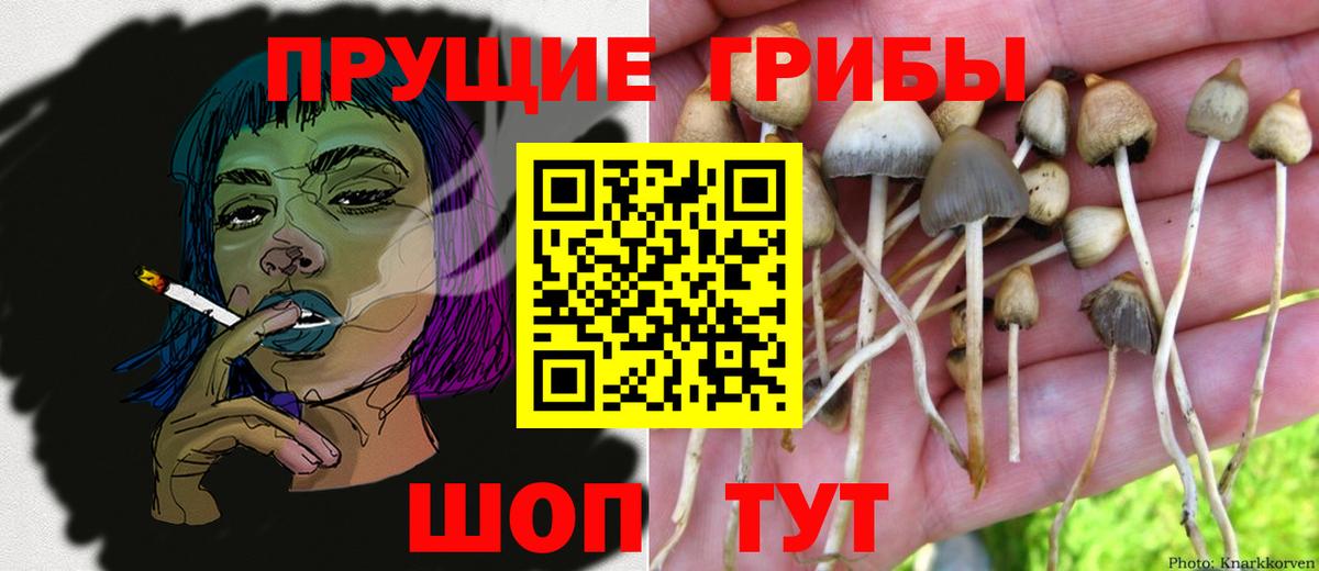 Псилоцибиновые грибы Psilocybine cubensis  Вход с VPN  Саки  Псилоцибиновые грибы GOLDEN TEACHER 