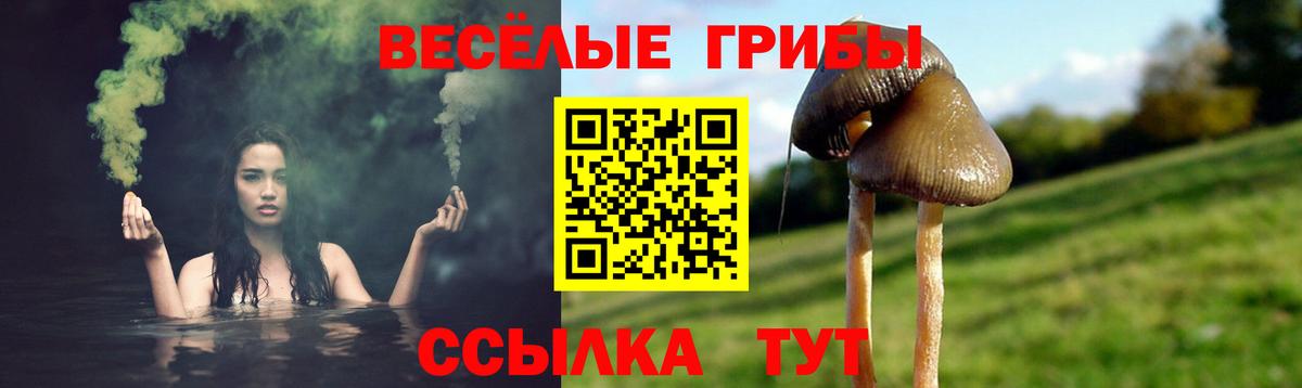 Галлюциногенные грибы Psilocybine cubensis Саки
